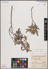 Foto von Salix cantabrica Rech. f.